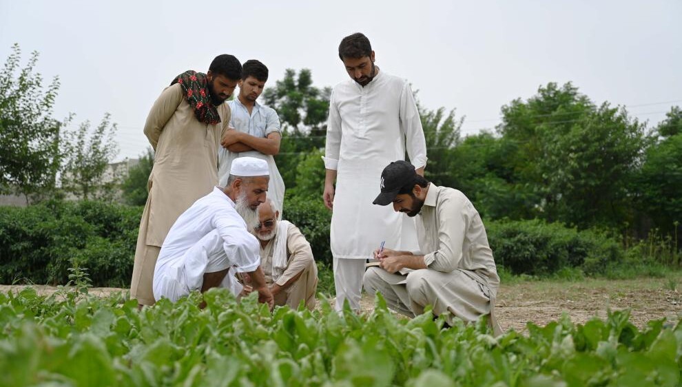 花椰菜种子见证中巴农业合作